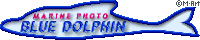 BLUE�@DOLPHIN